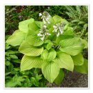 HOSTA Fried Banana 1 Plant  USA ""Rare"