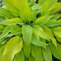 HOSTA PRAIRIE MOON 1 Plant  USA ""Rare"