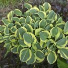 HOSTA Mighty Mouse  1 Plant  USA ""Rare"