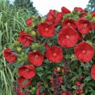 Cranberry Crush Hibiscus Bush 1 Starter Plant USA