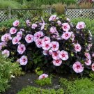 Starry Starry Night Hibiscus Bush 1 Starter Plant USA