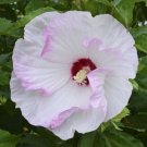 BALLET SLIPPERS Hibiscus Bush 1 Starter Plant USA