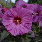 BERRY AWESOME Hibiscus Bush 1 Starter Plant USA