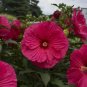 Summer In Paradise Hibiscus Bush 1 Starter Plant USA