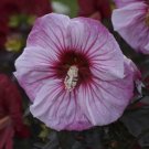 Cherry Choco Hibiscus Bush 1 Starter Plant USA