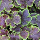 HEUCHERA [CORAL BELLS Solar Eclipse STARTER PLANT USA