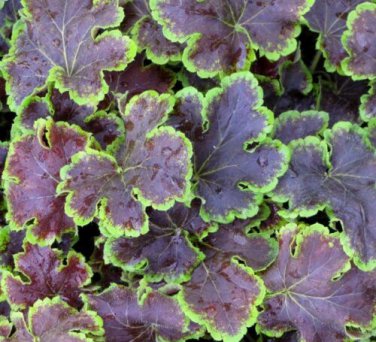 HEUCHERA [CORAL BELLS Solar Eclipse STARTER PLANT USA