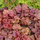 HEUCHERA [CORAL BELLS Peachberry Ice STARTER PLANT USA