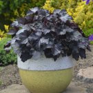 HEUCHERA [CORAL BELLS Black Pearl PLANT USA