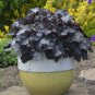 HEUCHERA [CORAL BELLS Black Pearl PLANT USA
