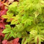 HEUCHERA [CORAL BELLS Sunrise Falls STARTER PLANT USA