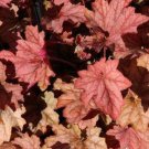 HEUCHERA [CORAL BELLS Carnival Watermelon STARTER PLANT USA