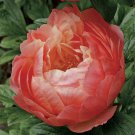 PEONY/PEONIES Coral Charm PLANT 3 TO 5 Eyes USA
