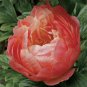 PEONY/PEONIES Coral Charm PLANT 3 TO 5 Eyes USA