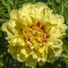 Itoh PEONY/PEONIES Bartzella PLANT 3 TO 5 EYE