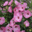 AIRBRUSH EFFECT Hibiscus Bush 1 Plant USA