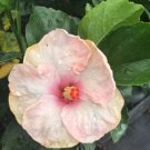 Rosa Sinesis Hibiscus Bush 1 Plant USA