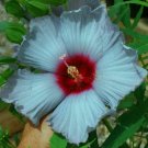 BLEU BRULEE Tropical Hibiscus Bush 1 Starter Plant USA