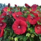 VINTAGE WINE Hibiscus Bush 1 Plant USA
