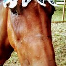 Berry Berry Booberry Horse Fly Beanie Bonnet
