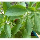 Loose Leaf Stevia (Rebaudiana) Tea 1 oz / 28.35g  AKA - Sweet Leaf - Deliciously Sweet