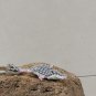 Shrew keychain
