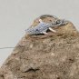 Shrew keychain