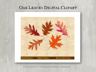 Oak Fall Leaves Clipart Digital Leaf PNG Realistic Fall Leaf Graphics Printables
