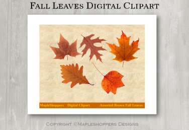 Assorted Brown Fall Leaves Clipart Digital Leaf PNG Realistic Fall Leaf Graphics Printables