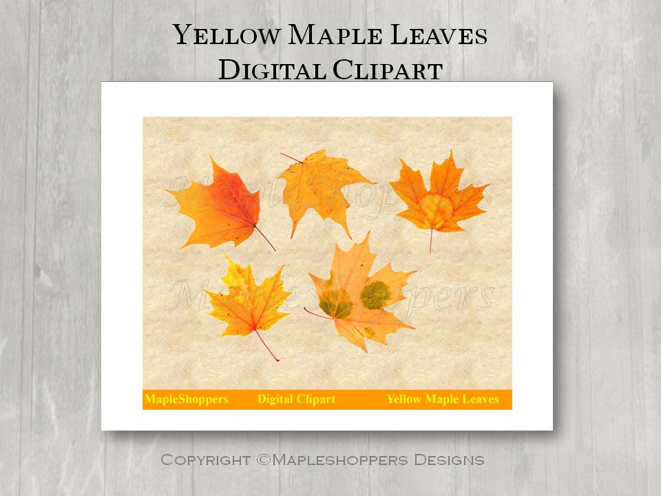 Yellow Gold Maple Leaf Clipart Digital Leaf PNG Realistic Maple Leaf Graphics Printables