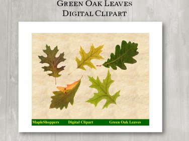 Green Oak Leaf Clipart Digital Leaf PNG Digital Images Realistic Maple Leaf Graphics Printables