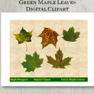 Green Maple Leaf Clipart Digital Leaf PNG Digital Images Realistic Maple Leaf Graphics Printables