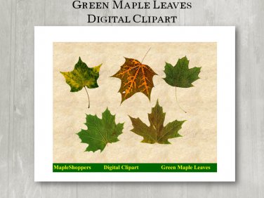 Green Maple Leaf Clipart Digital Leaf PNG Digital Images Realistic Maple Leaf Graphics Printables