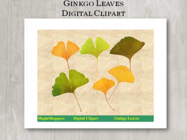 Ginkgo Leaf Clipart Digital Leaf PNG Digital Images Realistic Ginkgo Leaf Graphics Printables