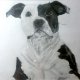 Pet commissions