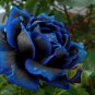 Rose Midnight supreme 20 seeds