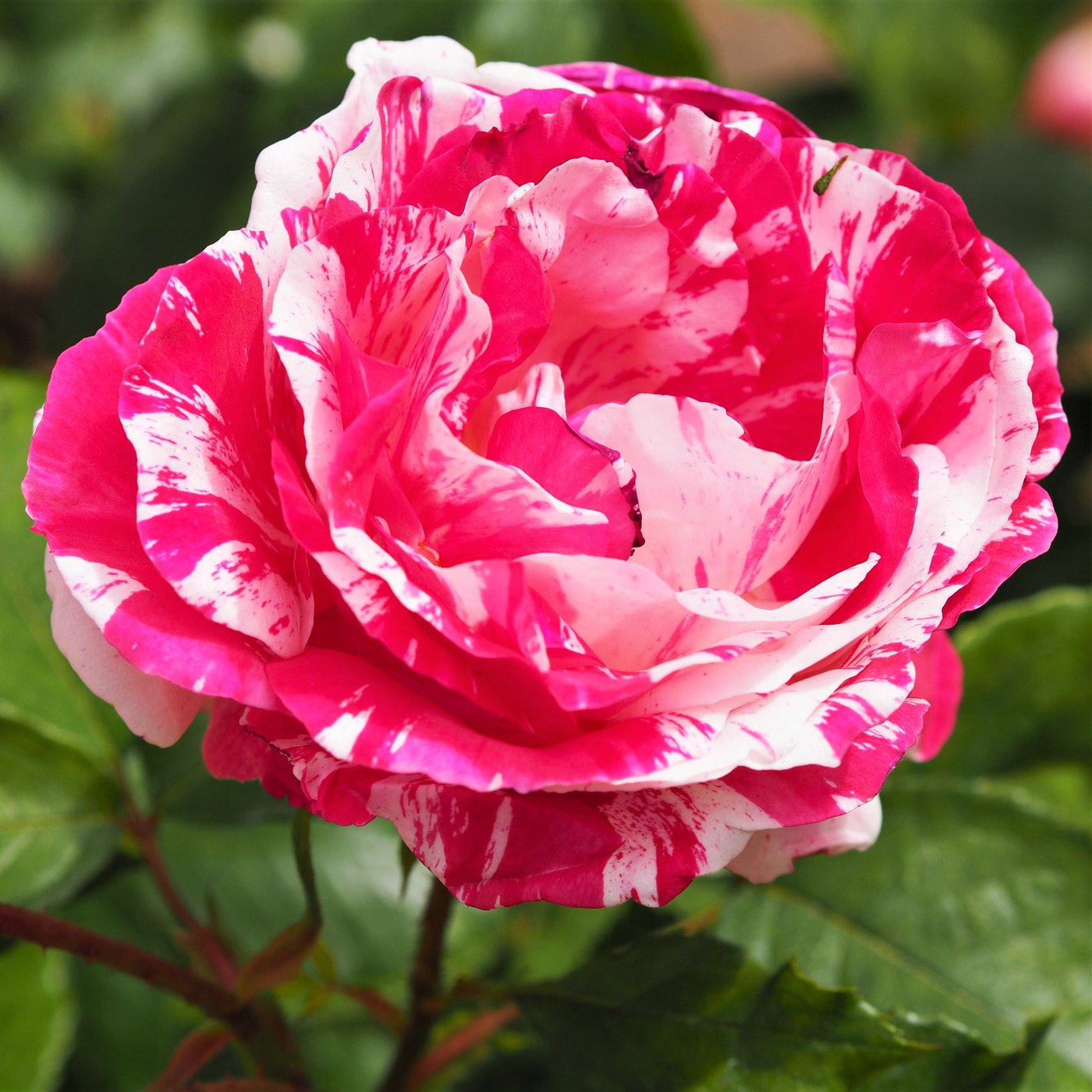 Cotton Candy rose 200 seeds