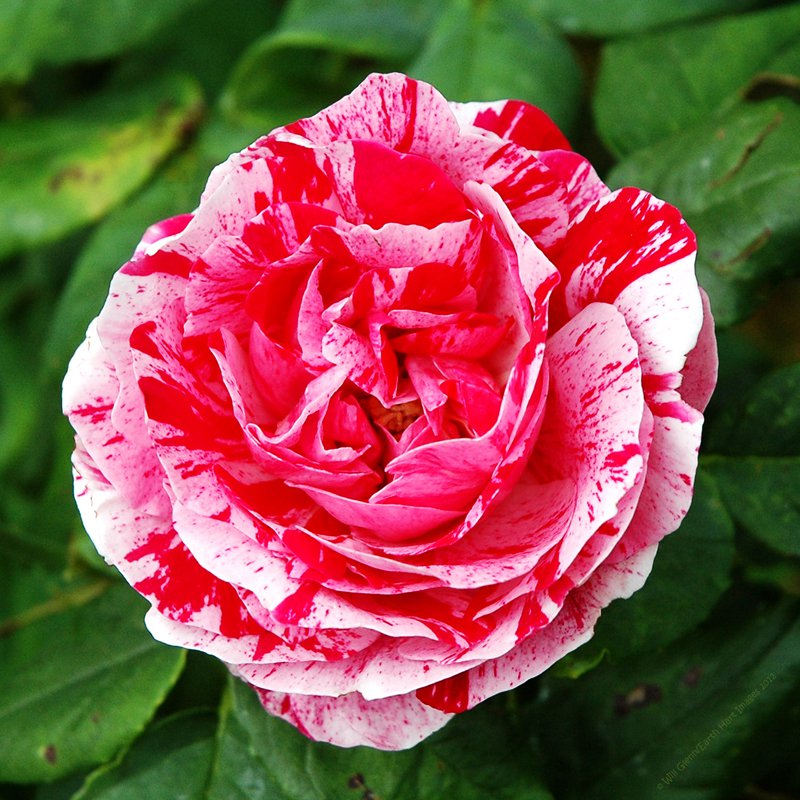 Cotton Candy rose 200 seeds