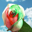 Xmas rose 2000 seeds