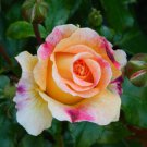 Infusion rose 20 seeds