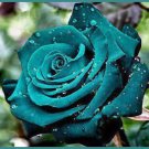 Ocean Wave rose 200 seeds