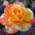 Rose Renee 2000 seeds