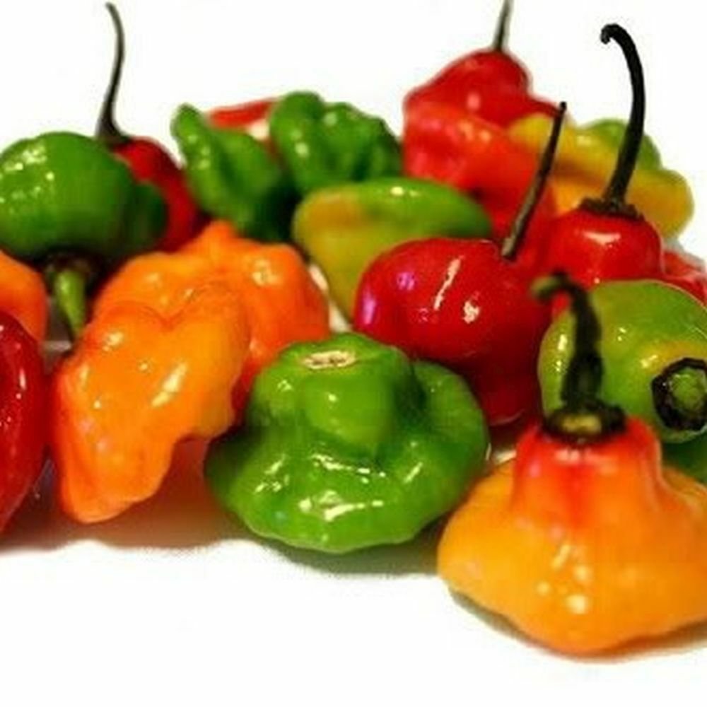 ajicito-aji-dulce-aji-gustoso-cachucha-puerto-rican-sweet-pepper-50