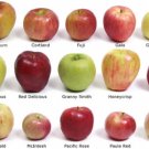 Apple variety mix 50 seeds most delicious apple trees all in one package