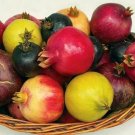POMEGRANATE, Punica, granatapfel, melo grano, pomo granato variety mix 100 seeds