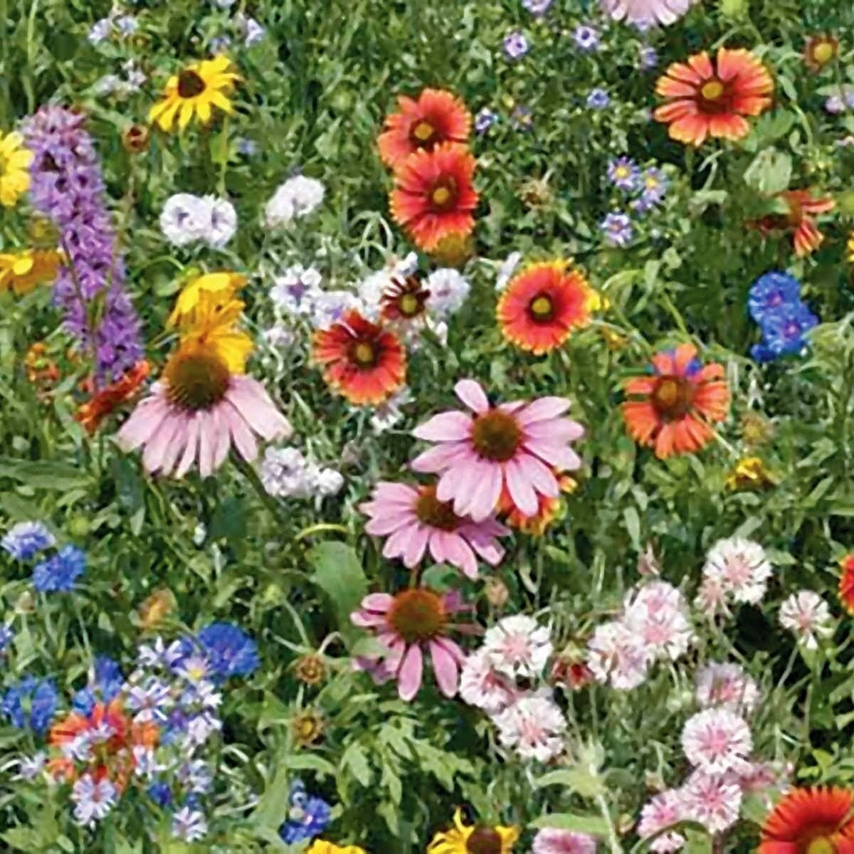 WILDFLOWER mix for sunny areas, annuals and perennials 5 grams of seeds