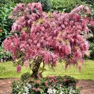 Pink Wisteria vine 250 seeds
