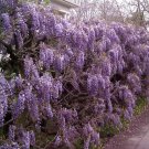 Purple Wisteria vine 1000 seeds