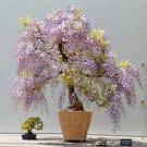 Lavender Wisteria vine 250 seeds