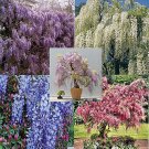 Wisteria vine color mix 5 seeds of each color, blue, pink, lavender, white, purple